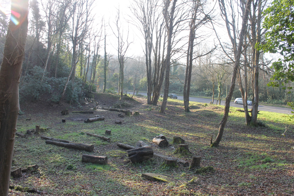 further recent tree felling by others